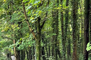 Acer platanoides Norway Maple