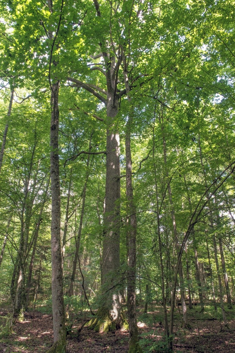 Acer platanoides - &copy; Charles Hipkin