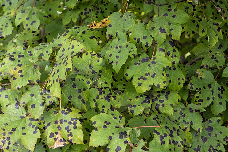 Acer pseudoplatanus - &copy; Charles Hipkin