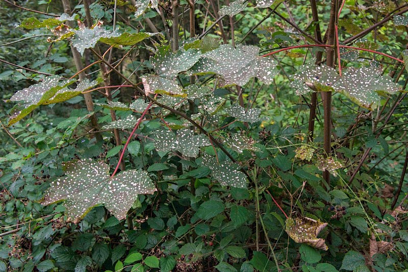 Acer pseudoplatanus - &copy; Charles Hipkin