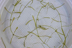 Callitriche brutia subsp. hamulata Intermediate Water-starwort
