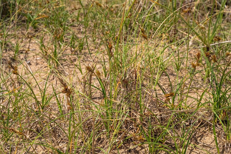 Carex arenaria - © Charles Hipkin