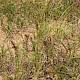 Carex arenaria