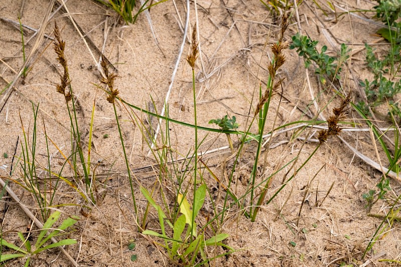 Carex arenaria - © Charles Hipkin