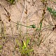 Carex arenaria