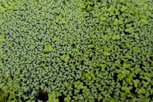 Lemna minuta Least Duckweed