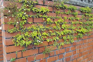 Adiantum capillus-veneris Maidenhair Fern