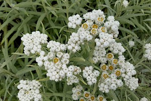 Anaphalis margaritacea Pearly Everlasting