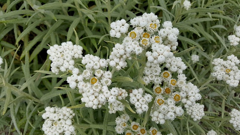Anaphalis margaritacea - &copy; Barry Stewart