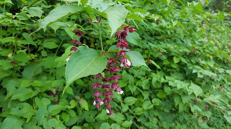 Leycesteria formosa - &copy; Barry Stewart
