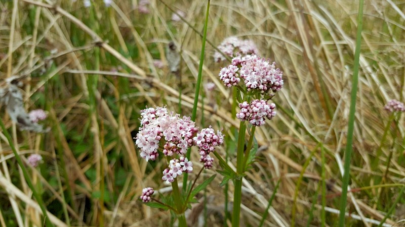 Valeriana dioica - © Barry Stewart