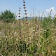 Salvia verbenaca