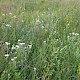 Achillea ptarmica