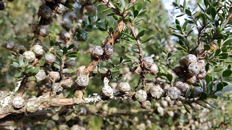 Leptospermum scoparium - © Barry Stewart