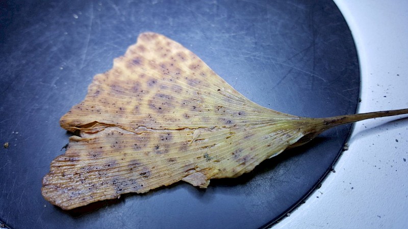Bartheletia paradoxa - &copy; Barry Stewart