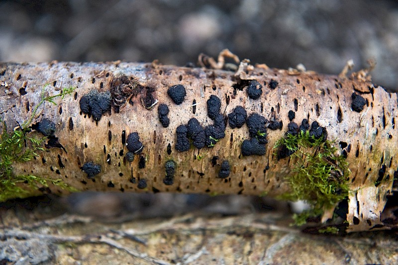 Annulohypoxylon multiforme - &copy; Charles Hipkin