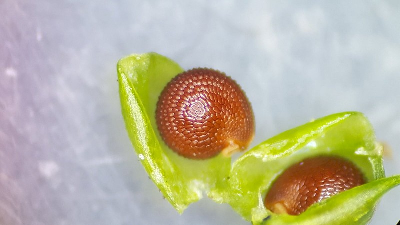 Montia fontana subsp. amporitana - &copy; Barry Stewart