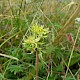 Geranium sanguineum