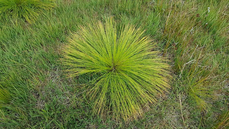 Trichophorum germanicum - © Barry Stewart