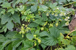 Humulus lupulus Hop
