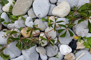 Parthenocissus inserta False Virginia-creeper