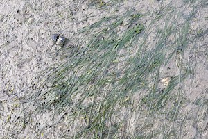 Zostera noltei Dwarf Eelgrass