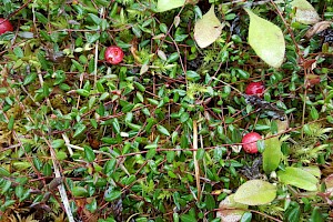 Vaccinium oxycoccos Cranberry
