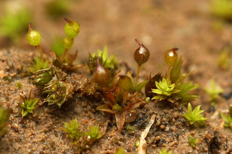 Microbryum rectum - &copy; Barry Stewart