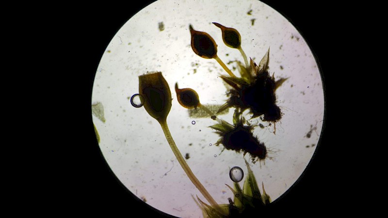 Microbryum rectum - &copy; Barry Stewart