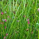Lathyrus nissolia