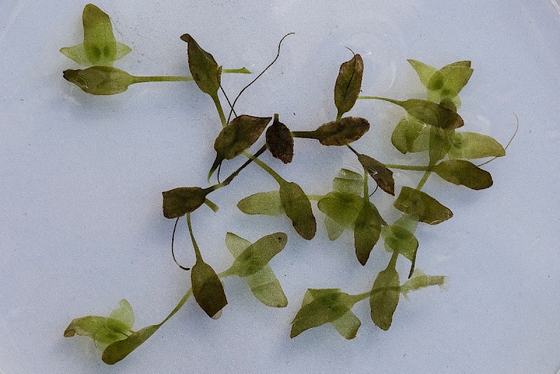 Lemna trisulca - &copy; Charles Hipkin