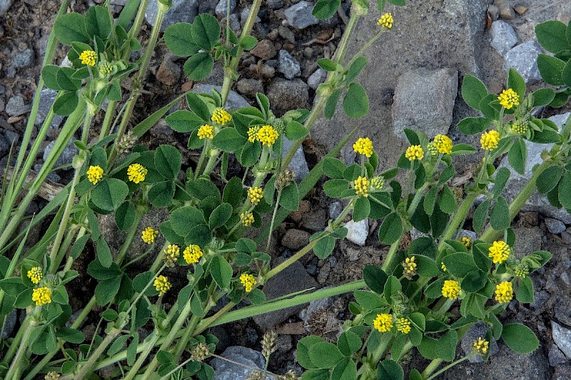 Medicago lupulina - &copy; Charles Hipkin