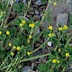 Medicago lupulina