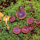 Cortinarius croceus