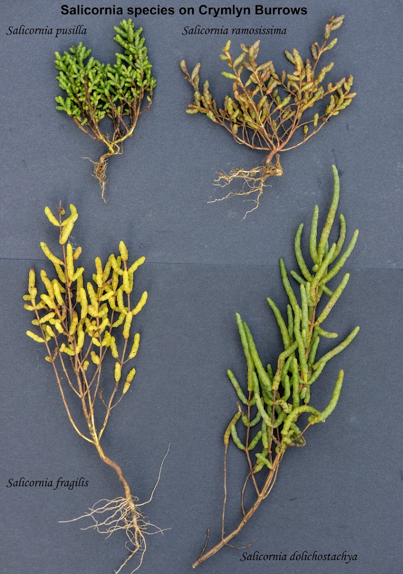 Salicornia agg. - © Charles Hipkin