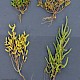 Salicornia agg.