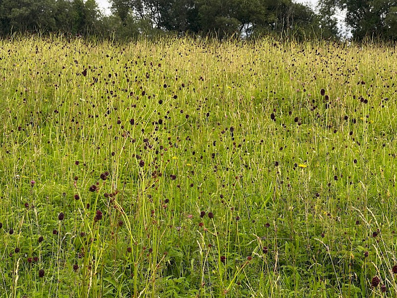 Sanguisorba officinalis - © Charles Hipkin