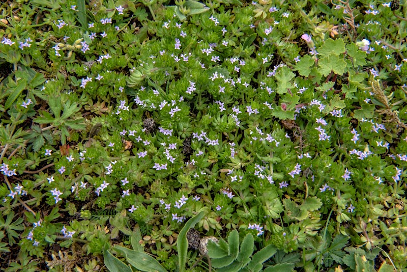 Sherardia arvensis - &copy; Charles Hipkin