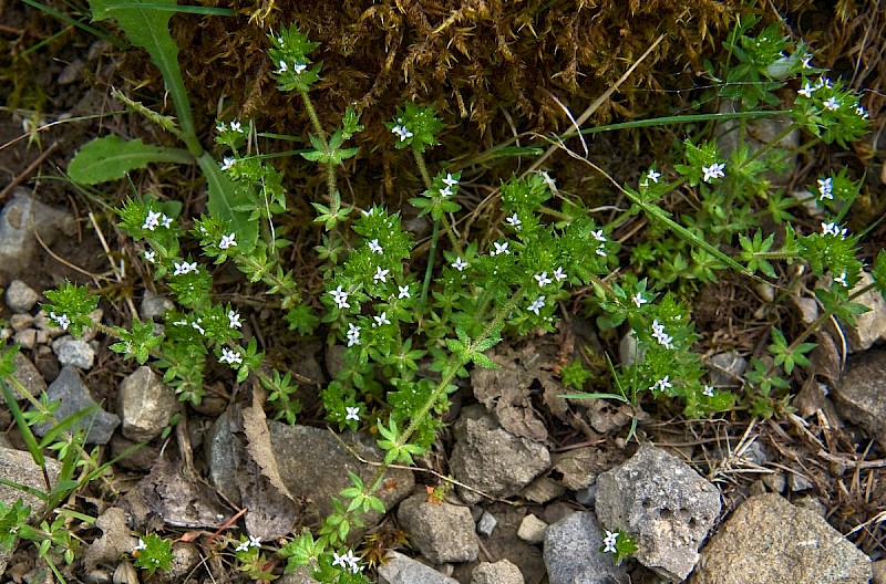 Sherardia arvensis - &copy; Charles Hipkin