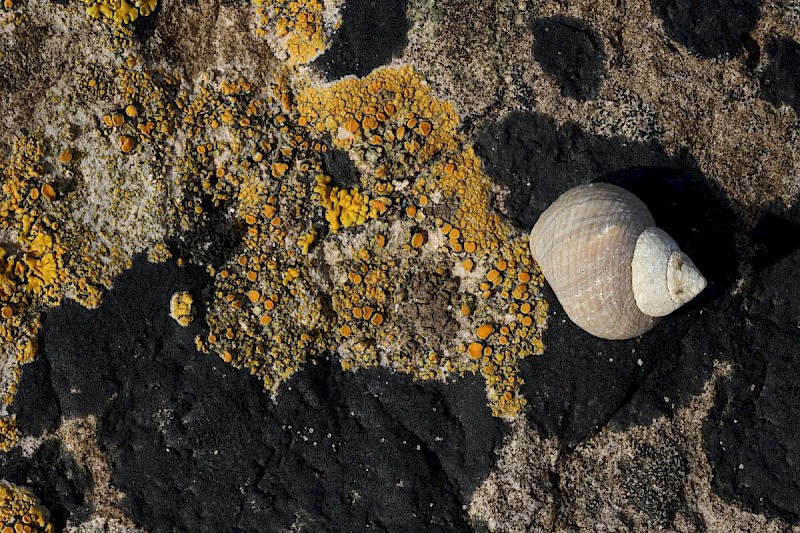 Caloplaca marina - &copy; Barry Stewart