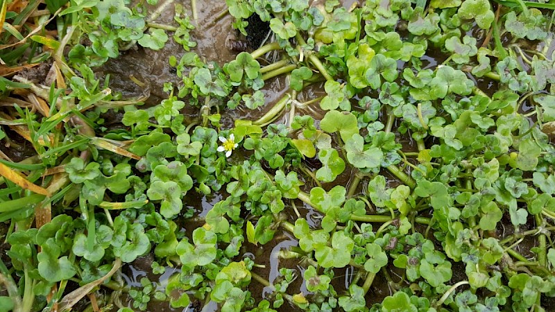 Ranunculus hederaceus - &copy; Barry Stewart