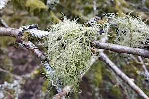 Usnea subfloridana Common Beard Lichen