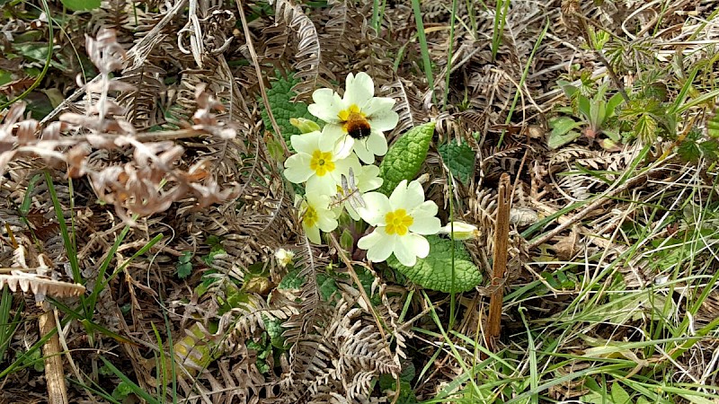 Primula vulgaris - &copy; Barry Stewart