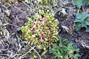 Montia fontana subsp. chondrosperma Blinks