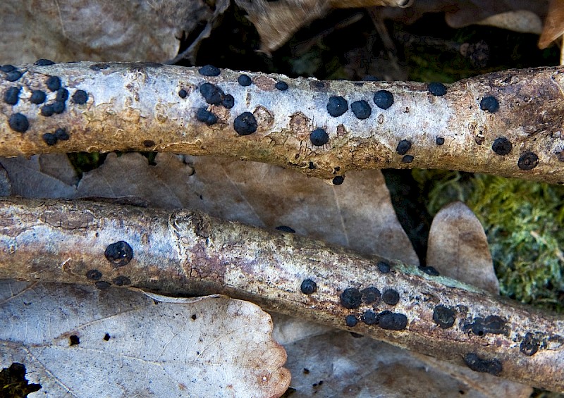 Hypoxylon fuscum - &copy; Charles Hipkin