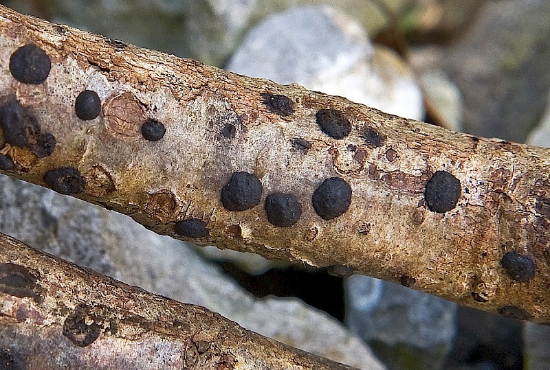 Hypoxylon fuscum - &copy; Charles Hipkin