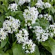Allium ursinum
