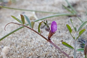 Vicia lathyroides Spring Vetch