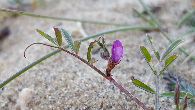 Vicia lathyroides - © Barry Stewart