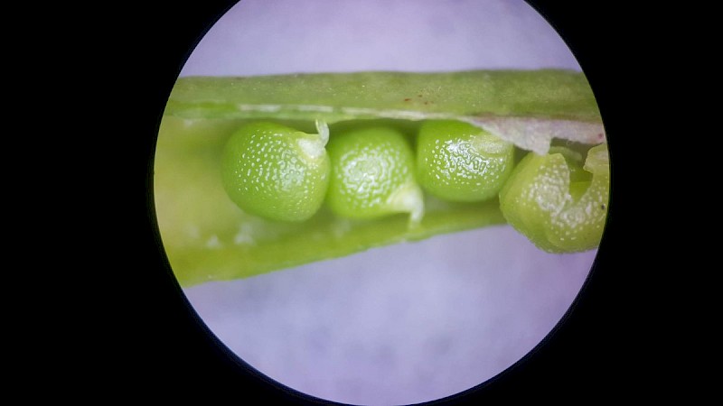 Vicia lathyroides - © Barry Stewart